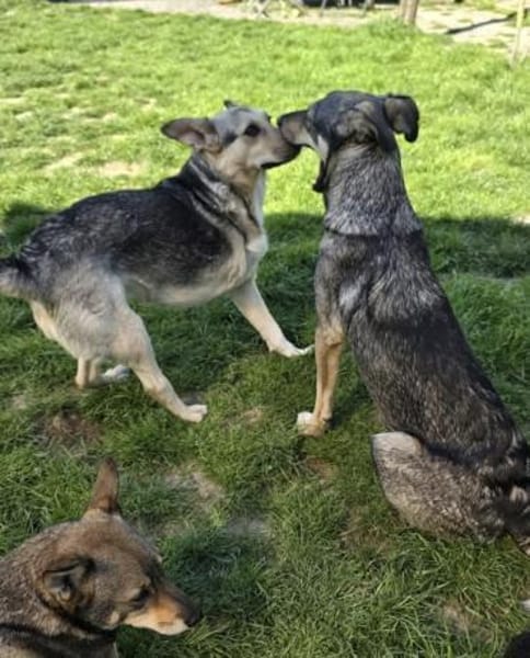 Dreamteam sucht gemeinsames Zuhause ❤