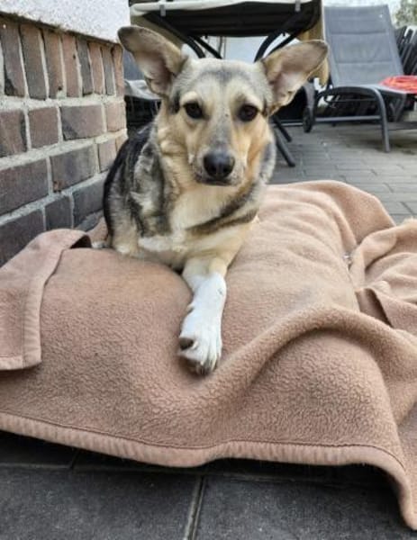 Dreamteam sucht gemeinsames Zuhause ❤