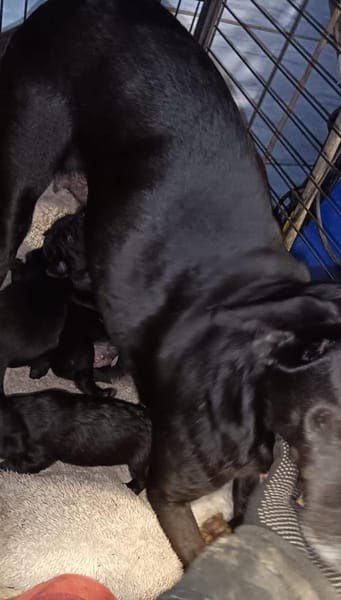 💔 Zum Tode verurteilt  weil sie Mama