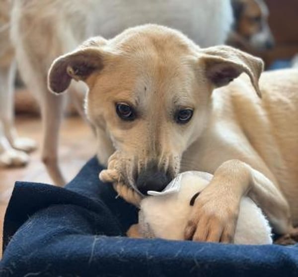 VICTOR - sucht sein neues Kapitel