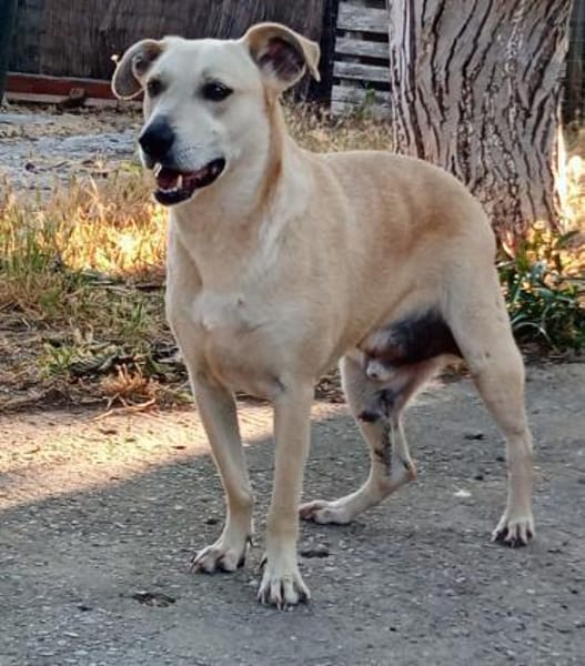 VICTOR - sucht sein neues Kapitel