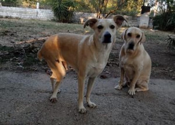 VICTOR - sucht sein neues Kapitel