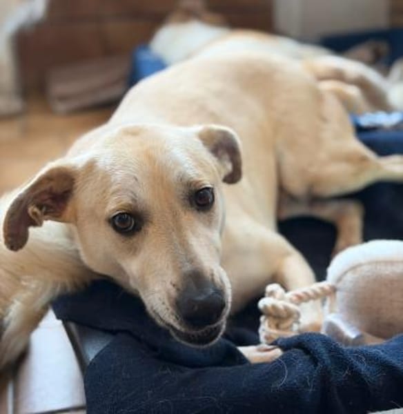 VICTOR - sucht sein neues Kapitel