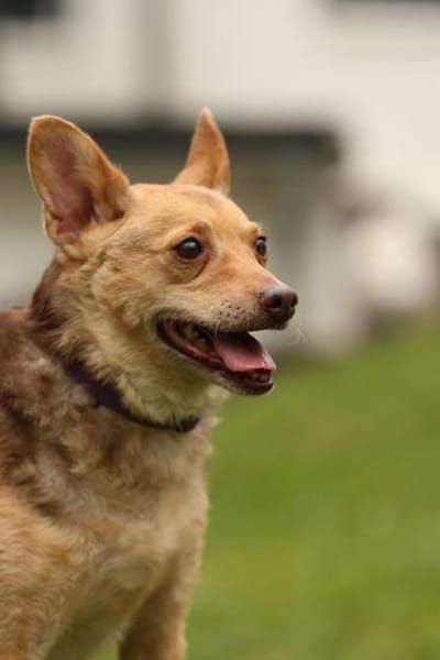 Roya sucht ihre liebe Familie....