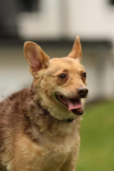 Roya sucht ihre liebe Familie....