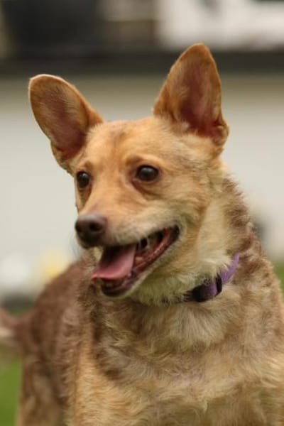 Roya sucht ihre liebe Familie....