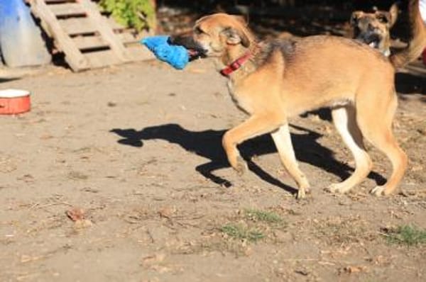 Wer hat einen Platz für Lemmi?