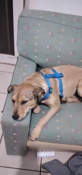 Vulconi 💜💜💜 anschmiegsam & anhänglich