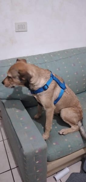 Vulconi 💜💜💜 anschmiegsam & anhänglich