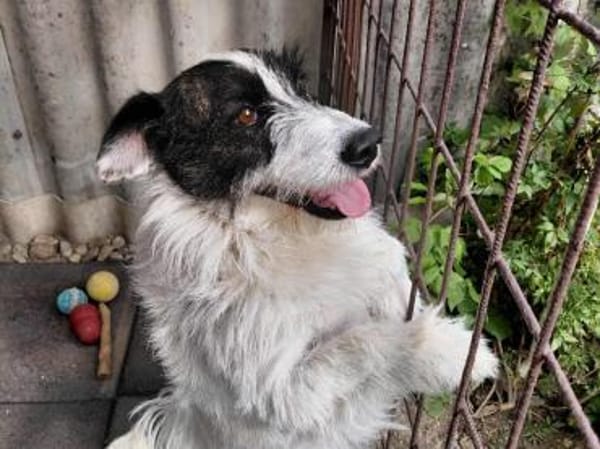 Picur - lebenslustig & freundlich