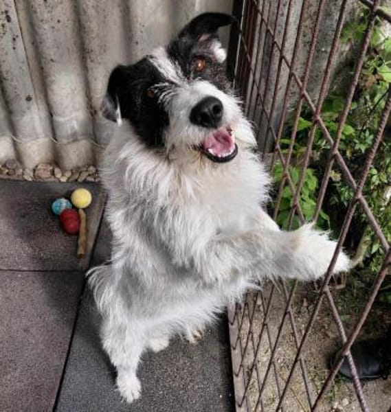 Picur - lebenslustig & freundlich