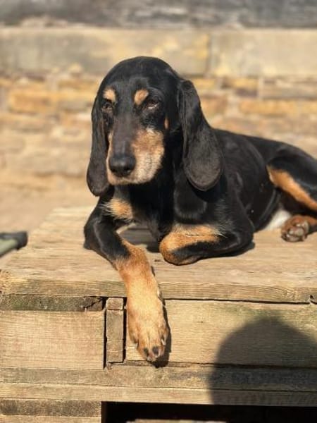 NELLY - sanfte, liebe Hündin sucht Heim