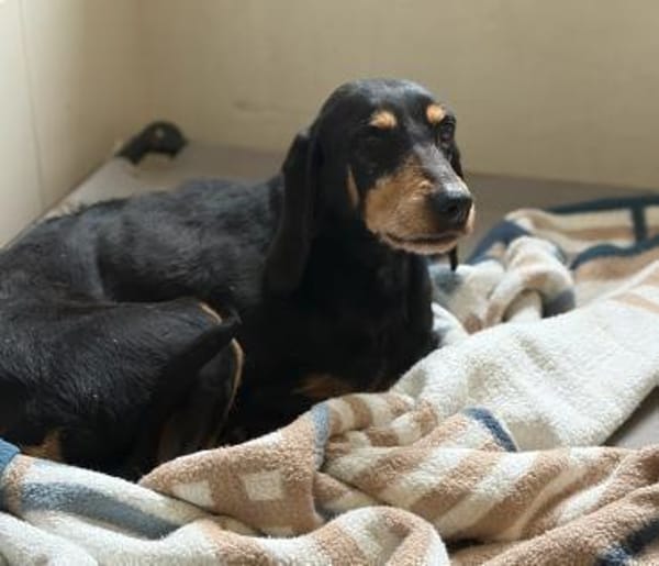 NELLY - sanfte, liebe Hündin sucht Heim