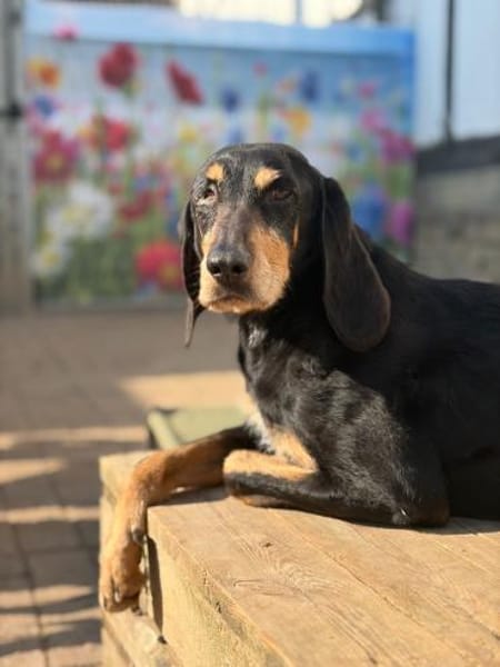 NELLY - sanfte, liebe Hündin sucht Heim