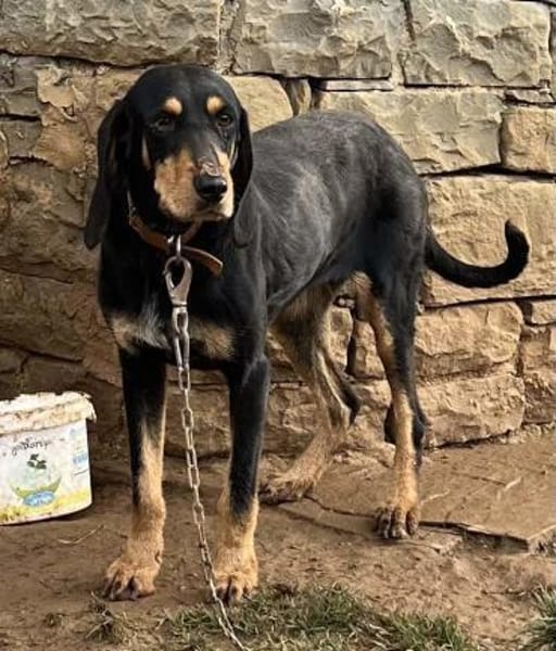 NELLY - sanfte, liebe Hündin sucht Heim