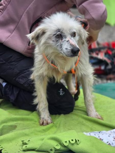 Kämpferin Hope sucht ihre Menschen ...