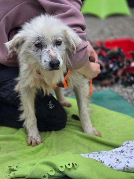 Kämpferin Hope sucht ihre Menschen ...