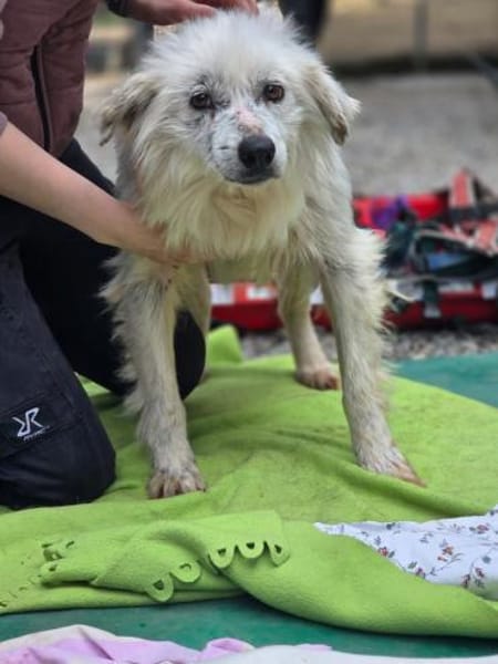 Kämpferin Hope sucht ihre Menschen ...