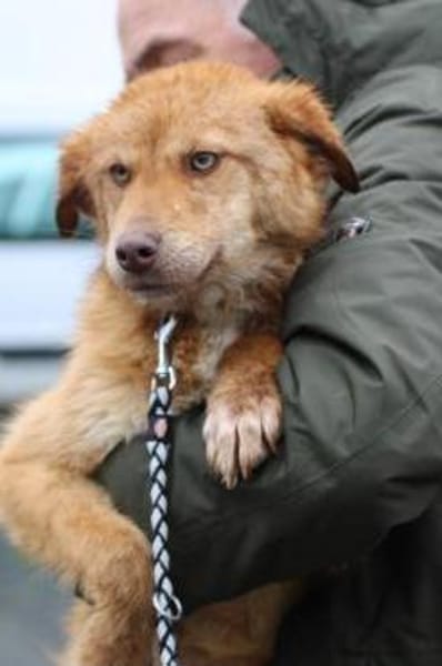 Tintin - kinderlieber Jungrüde