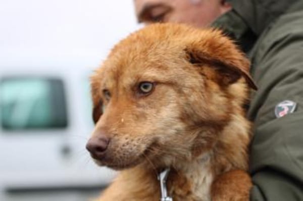 Tintin - kinderlieber Jungrüde