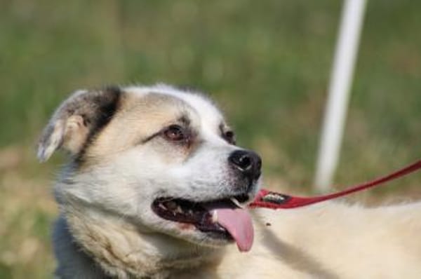 Pinti - goldiger Jungrüde