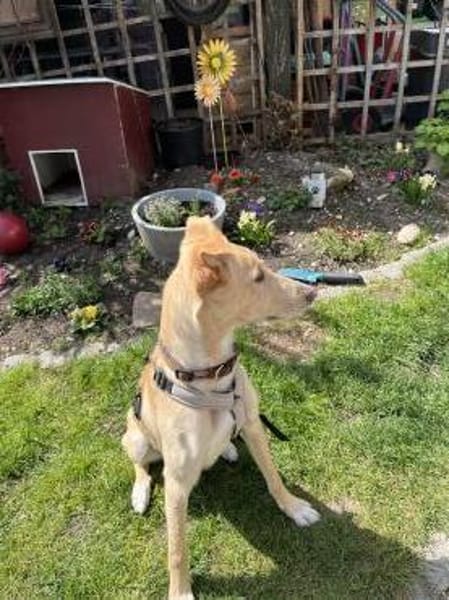 Hundebub BARNEY  sucht sein Zuhause