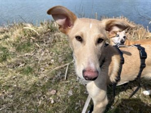 Hundebub BARNEY  sucht sein Zuhause