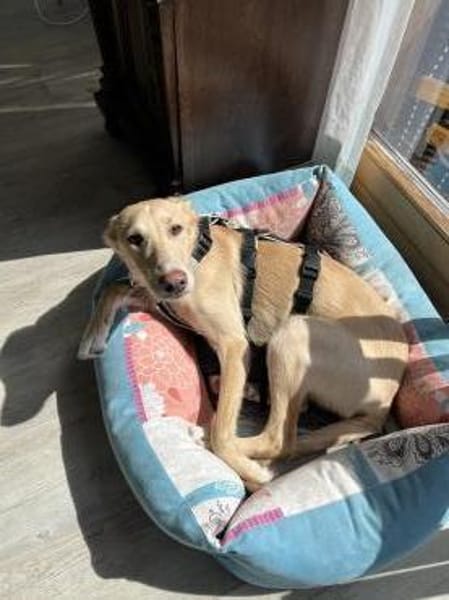 Hundebub BARNEY  sucht sein Zuhause