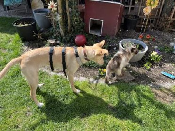 Hundebub BARNEY  sucht sein Zuhause