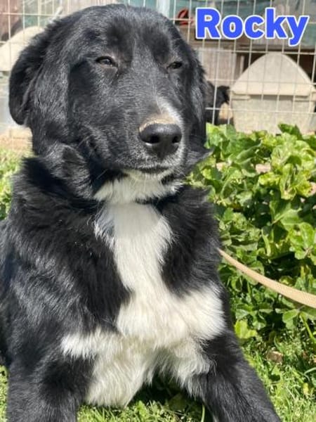 Rocky - freundlich und menschenbezogen