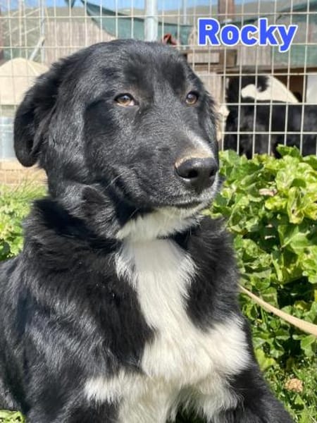 Rocky - freundlich und menschenbezogen