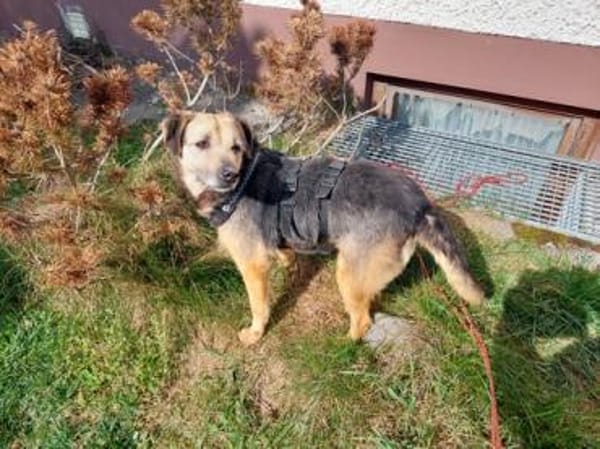 Sara auf Pflegestelle 92364 Deining