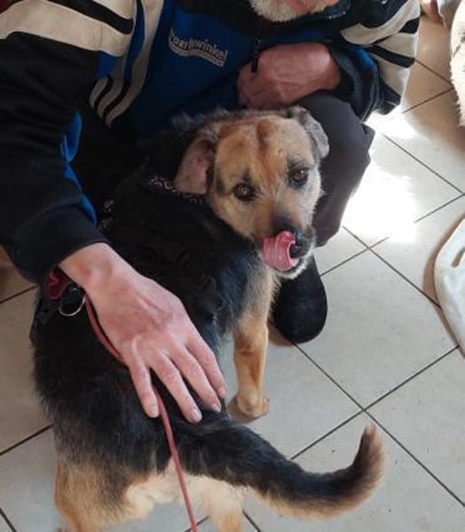 Sara auf Pflegestelle 92364 Deining