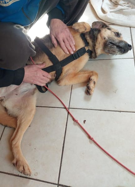 Sara auf Pflegestelle 92364 Deining