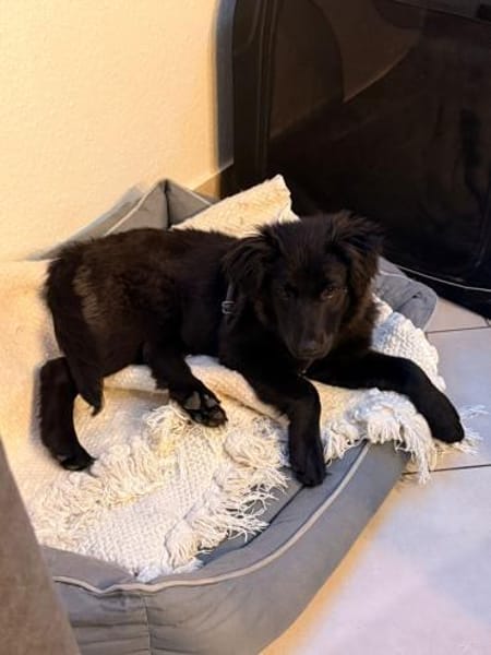 Zoe sucht ein liebevolles Zuhause