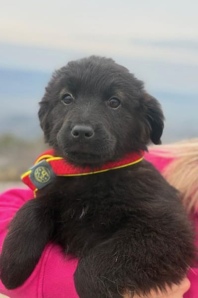 Zoe sucht ein liebevolles Zuhause