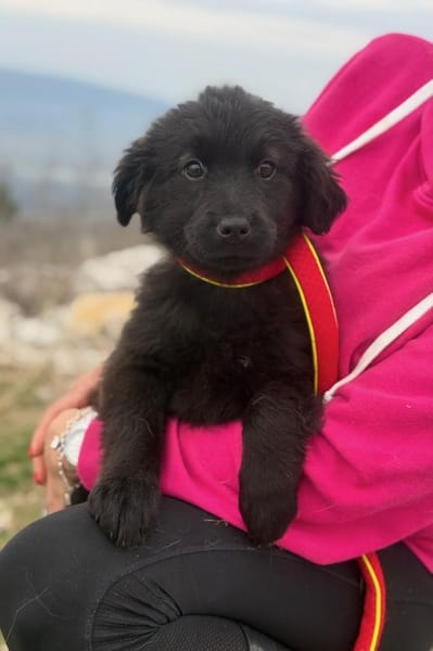 Zoe sucht ein liebevolles Zuhause