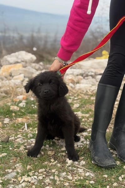 Zoe sucht ein liebevolles Zuhause