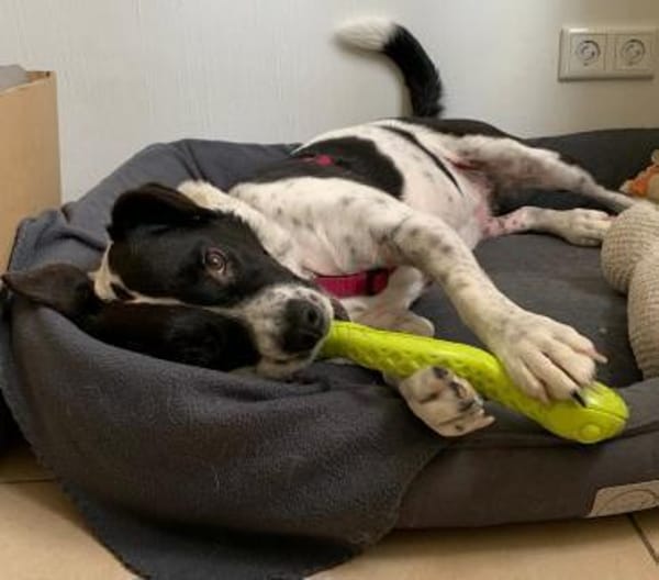 Szuki wartet auf eine zweite Chance