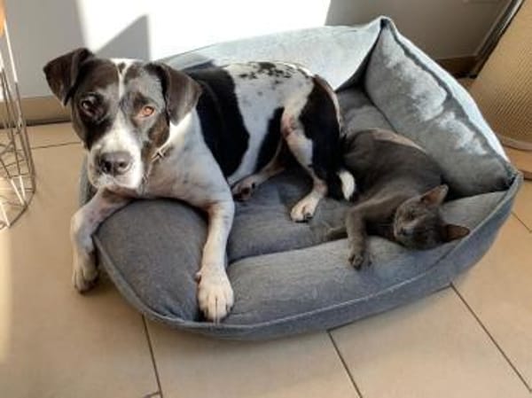 Szuki wartet auf eine zweite Chance