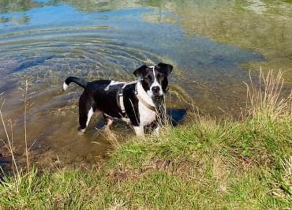 Szuki wartet auf eine zweite Chance