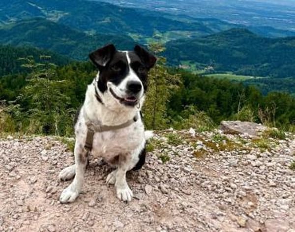 Szuki wartet auf eine zweite Chance