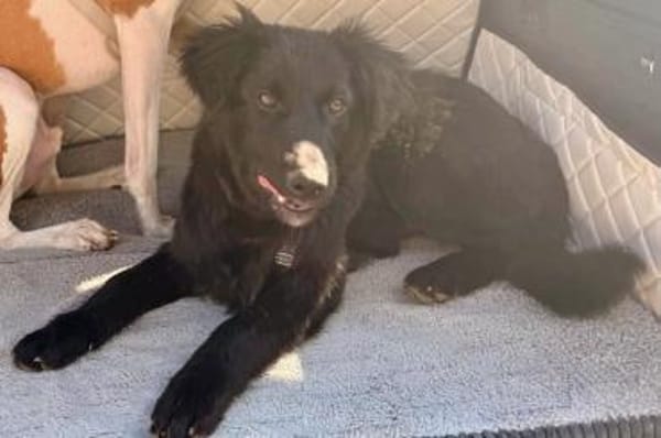 Robbie sucht  sein eigenes Körbchen