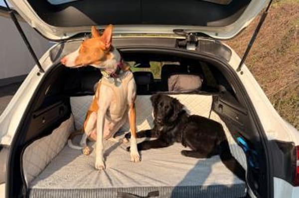 Robbie sucht  sein eigenes Körbchen