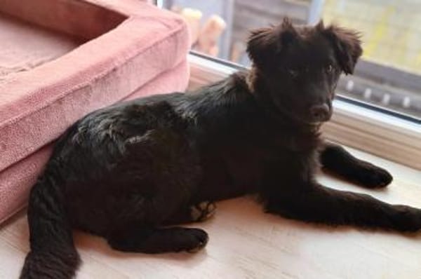 Robbie sucht  sein eigenes Körbchen