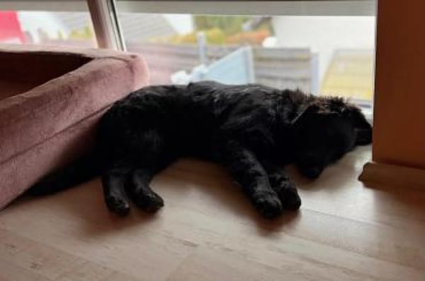 Robbie sucht  sein eigenes Körbchen