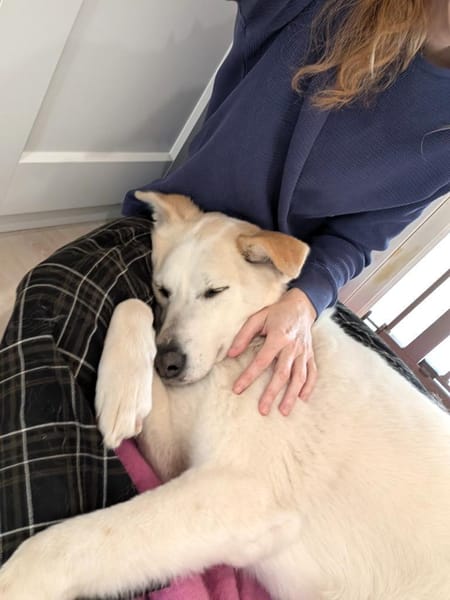 liebe Schmusehündin Jessi bei München!