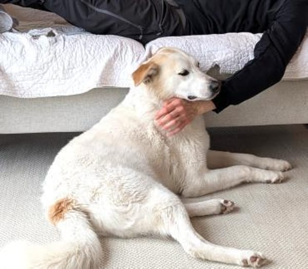 liebe Schmusehündin Jessi bei München!