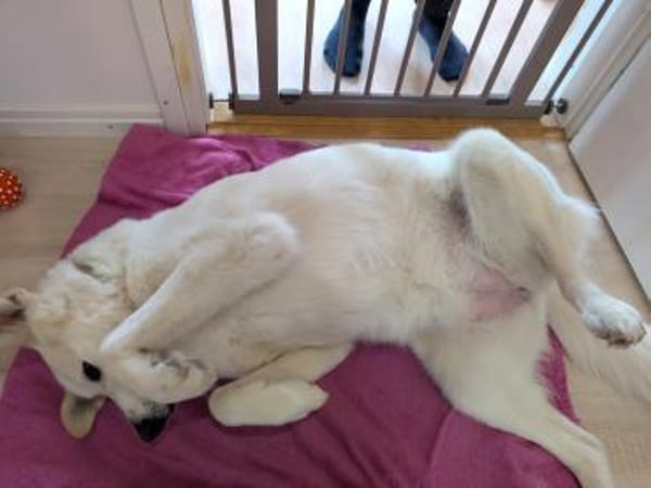 liebe Schmusehündin Jessi bei München!