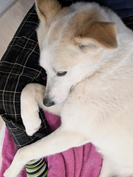 liebe Schmusehündin Jessi bei München!